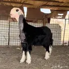 فحل جذع ينسف وموثق للمصداقيه