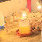 صوص بلدي