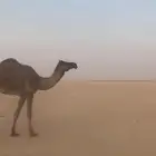 جدعه مجهم صفراء للبيع