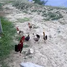 دجاج حاضن شرط