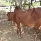 بقره بلدي فاخره بقرة بيت دافع مشروطه جميع العيوب