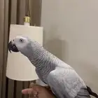 كاسكو اليف حمامه. حجم سوبر سوبر حامبو لون ثلجي