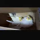 تم البيع الله يبارك لا راعيه