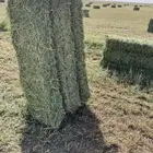 برسيم ناعم