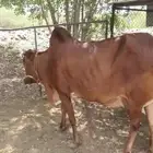 بقره بلدي فاخره دافع مشروطه جميع العيوب