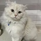 قط مفقود ذكر بحي المروج