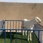 مشروع حري فاخر