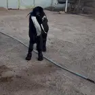 للبيع تيس عارضي