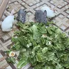 أرانب فرنسية