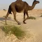 البيع لقحه