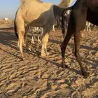 جمل فحل للبيع