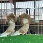 زوج جاكوبين كريمي بار فاخر