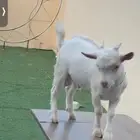 بيع الماعز القزم