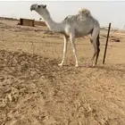 بكره مفروده وضحا