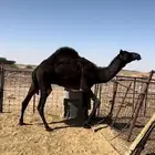 للبيع قعدان