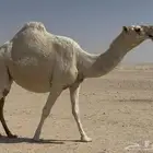 للبيع القحه الكفو بداوه