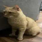 قط للتبني