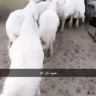 طليان وتيوس للبيع في أبها