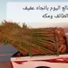 نخل اللبيع