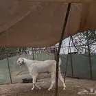 تيس بنجابي