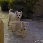 جروين سامويد