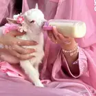 الماعز القزم