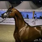 مهر واهو جمال