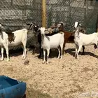 معز دفيع طيبة
