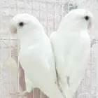 عصافير ببغاء روز أليفه