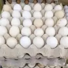 بيض بلدي