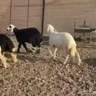 طليان جبره