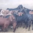تيوس مخصاه وجفار ذبايح بالصويدره