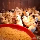 صوص مجمد غذا لصقور