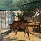 ثلوث المنظر