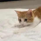 قط ذكر برتقالي