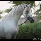 حصان عربي