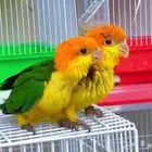 فروخ كايك وايت بلي وفرخ مكاو بلو ان قولد أعمار شهرين