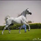 مهرة للقاح ع العالمي دي مراكش