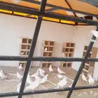 دجاج بلدي وفيومي وحمام فرنسي للبيع