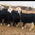 رخال نجد صنف