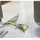 للبيع ببغاء السعر 350