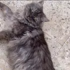 قط ذكر تركي انغورا للبيع