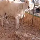 طلي فحل جذع