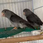 جوز بارتوليت