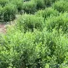حناء وسدر عضوي بدون اسمده او كيماويات