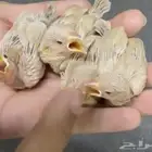 فروخ جاوا كريمي .. لهواة الهدد والاليف