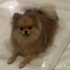 كلب بوميرانيان للبيع