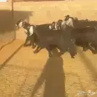 ماعز عوارض
