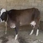 3 بقر منايح وثور