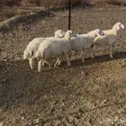 بهم نظيف وبري